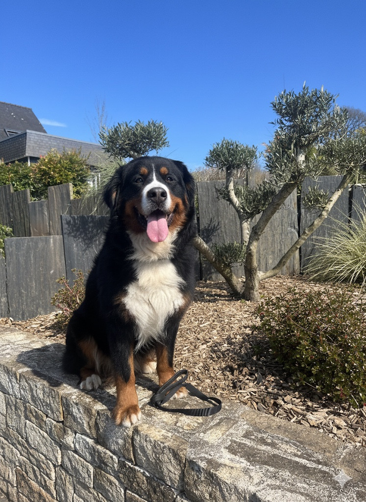 Saika De La Forêt Du Vièvre