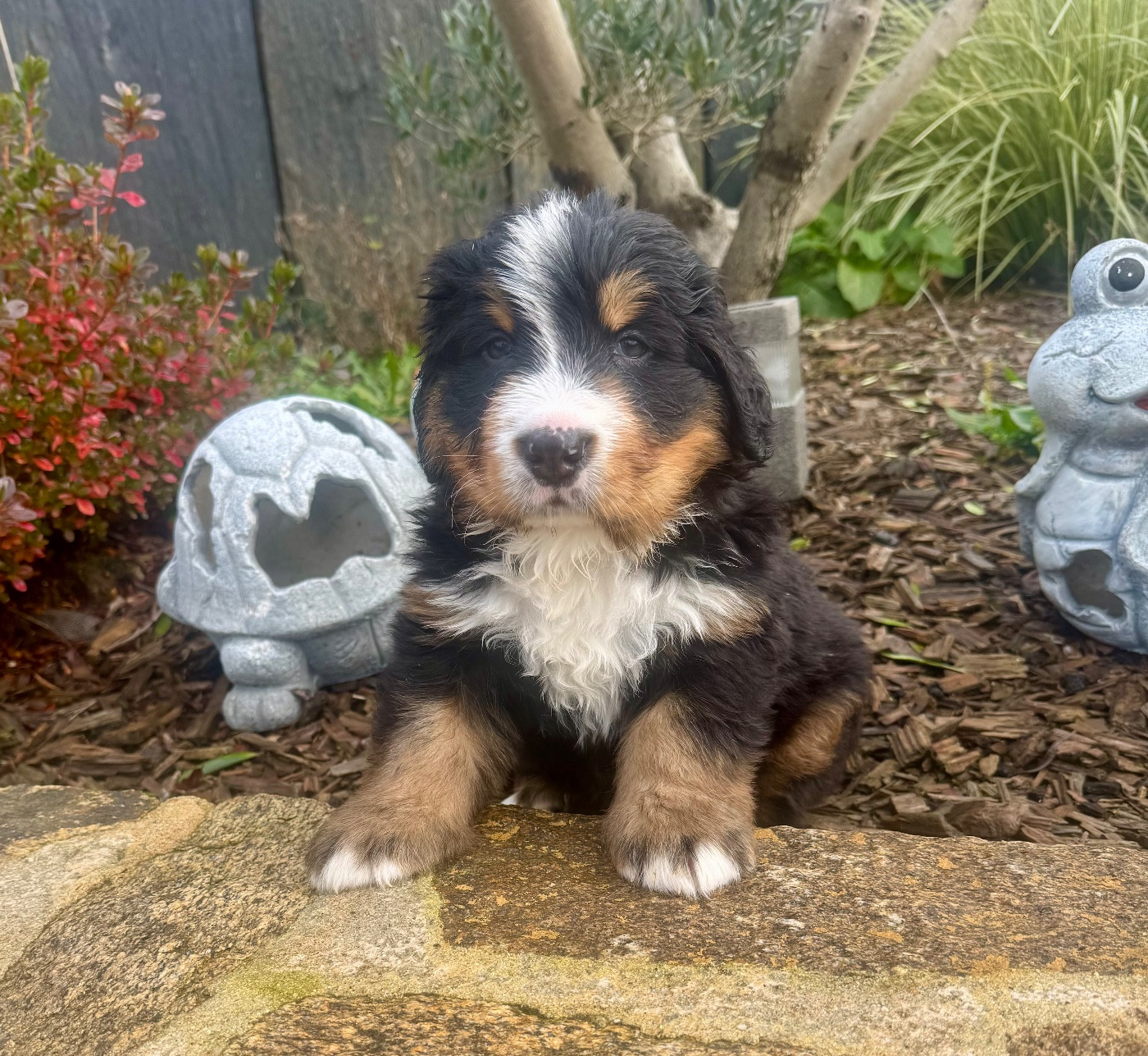 Arnaud Hemon - Chiots disponibles - Bouvier Bernois