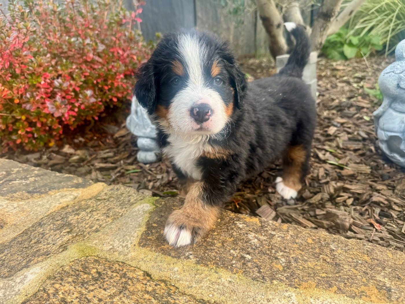 Arnaud Hemon - Chiots disponibles - Bouvier Bernois